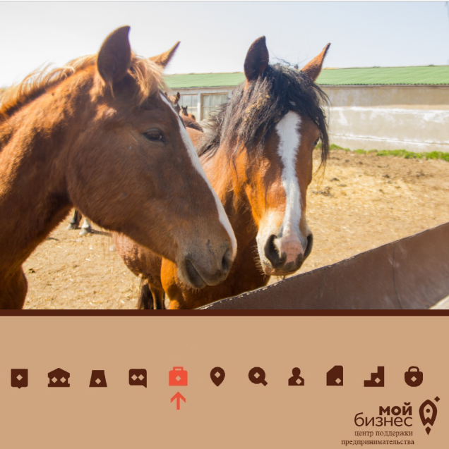 В Пензенском районе 17 лет разводят скакунов